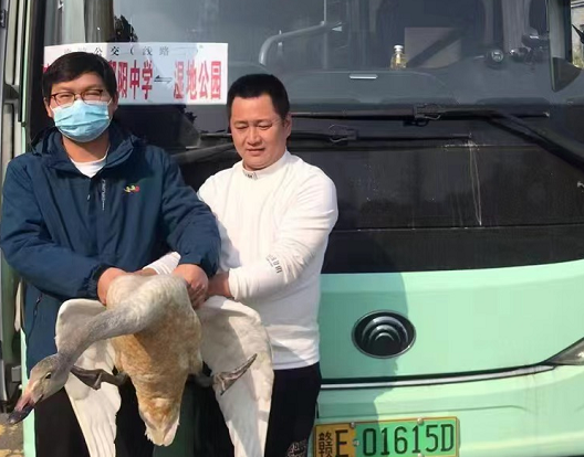 鄱陽長運:?救助國家二級保護動物——天鵝